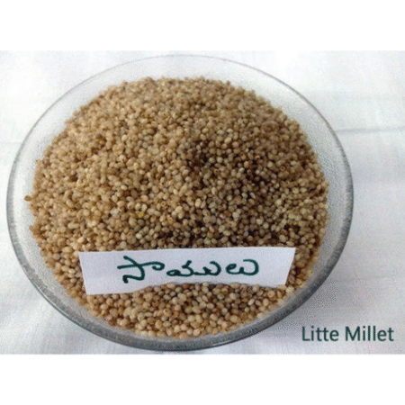 SAMELU (LITTLE MILLET)